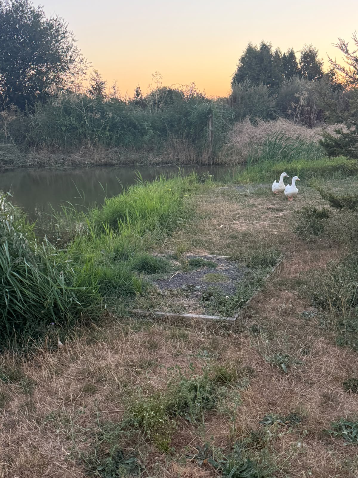 Cat lake swim 5